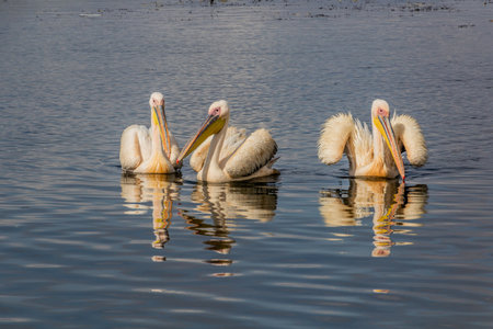 Great white pelicans (Pelecanus onocrotalus) at Awassa lake, Ethiopiaの写真素材