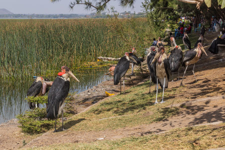 HAWASSA, ETHIOPIA - JANUARY 26, 2020: Marabou storks (Leptoptilos crumenifer)  near Awassa lake in Hawassa, Ethiopiaの写真素材