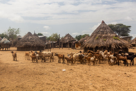 Goats in Korcho village inhabited by Karo tribe, Ethiopiaの写真素材