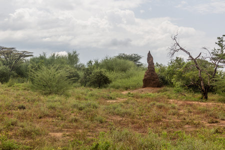 Termite mound in Omo valley, Ethiopiaの写真素材