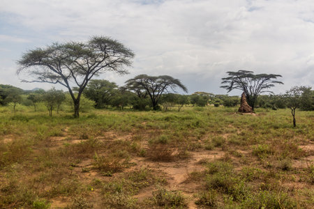 Landscape with a termite mound in Omo valley, Ethiopiaの写真素材