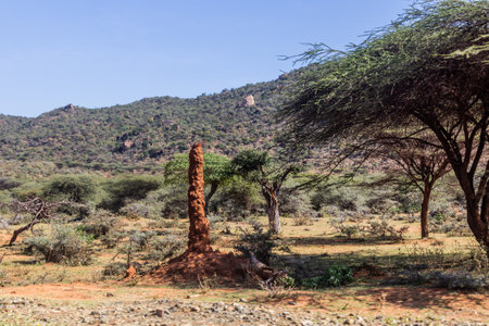 Landscape with a termite mound in southern Ethiopiaの写真素材