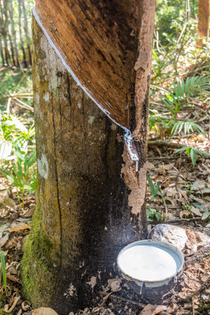 Rubber tree being tapped near Luang Namtha town, Laosの写真素材