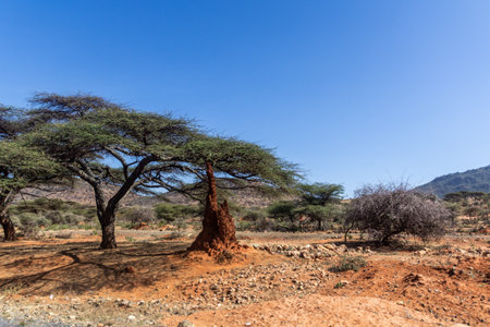 Landscape with s termite mound in southern Ethiopiaの写真素材