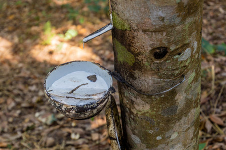 Rubber tree and rubber collector near Luang Namtha town, Laosの写真素材
