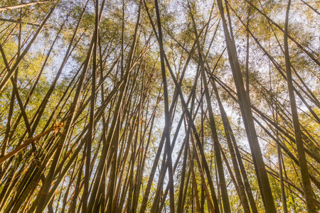 Bamboo forest near Luang Namtha town, Laosの写真素材