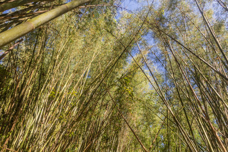 Bamboo forest near Luang Namtha town, Laosの写真素材