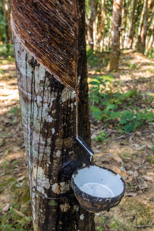 Rubber tree being tapped near Luang Namtha town, Laosの写真素材