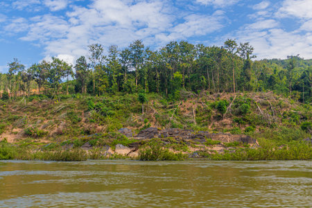 Trees are removed due to increasing levels of Nam Ou river during Nam Ou 3 dam filling, Laosの写真素材