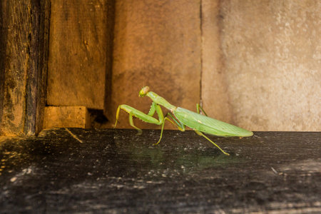 Praying mantis in Nong Khiaw village, Laosの写真素材