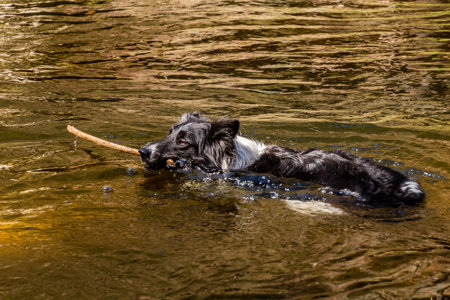 Collie breed dog swimming with a stickの写真素材