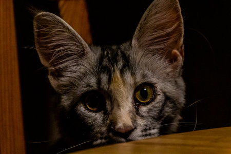 View of young Maine Coon cat