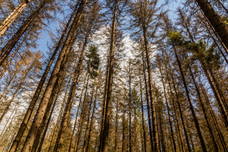 Forest in Bohemian Switzerland damaged by European spruce bark beetle, Czech Republicの写真素材