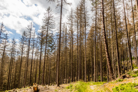 Forest in Bohemian Switzerland damaged by European spruce bark beetle, Czech Republicの写真素材
