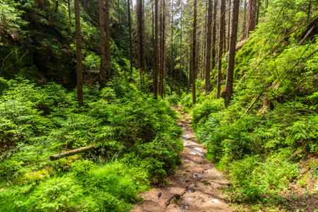 Hiking trail in a forest in the Bohemian Switzerland, Czech Republicの写真素材
