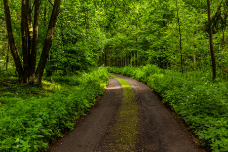 Forest path in northern Bohemia, Czech Republicの写真素材