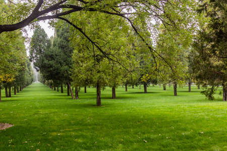 Trees in the Temple of Heaven Park in Beijing, Chinaの写真素材