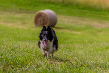 Collie breed dog running on a meadowの写真素材