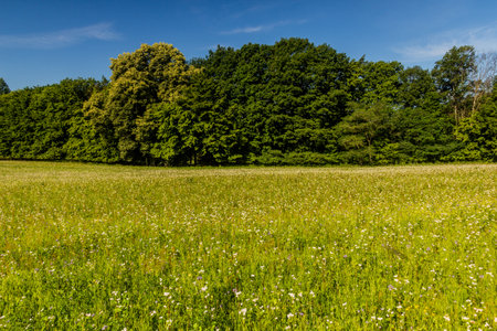 Meadow in the Protected Landscape Area Kokorinsko - Machuv kraj, Czech Republicの写真素材