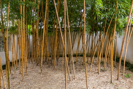 Garden of Blue Wave (Canglang) Pavilion in Suzhou, Jiangsu province, Chinaの写真素材