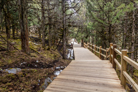 Boardwalk in Changping valley near Siguniang mountain in Sichuan province, China