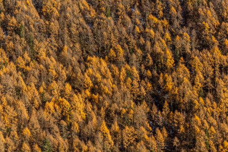 Colorful autumn trees in Haizi valley near Siguniang mountain in Sichuan province, Chinaの写真素材
