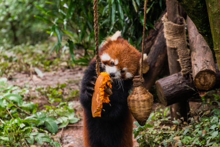 Red panda (Ailurus fulgens) eating a pumpkin in Chengdu, Chinaの写真素材