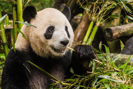 Giant Panda (Ailuropoda melanoleuca) eating bamboo at the Giant Panda Breeding Research Base in Chengdu, Chinaの写真素材