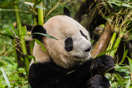 Giant Panda (Ailuropoda melanoleuca) at the Giant Panda Breeding Research Base in Chengdu, Chinaの写真素材