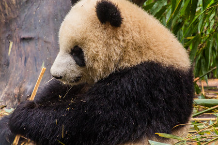 Giant Panda (Ailuropoda melanoleuca) feeding on bamboo at the Giant Panda Breeding Research Base in Chengdu, Chinaの写真素材