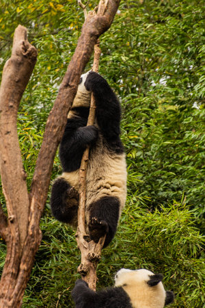Two Giant Pandas (Ailuropoda melanoleuca) playing together at the Giant Panda Breeding Research Base in Chengdu, Chinaの写真素材