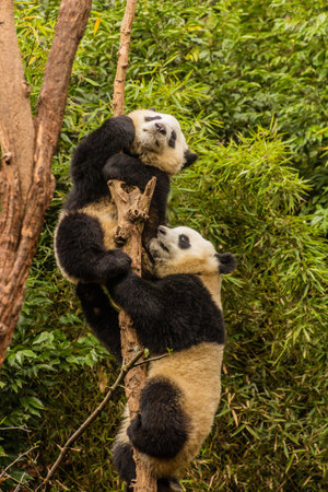 Two Giant Pandas (Ailuropoda melanoleuca) climbing a tree at the Giant Panda Breeding Research Base in Chengdu, Chinaの写真素材