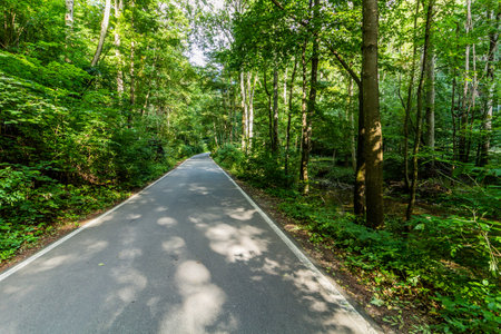 Road in Pusty zleb valley in Moravian Karst region, Czech Republic