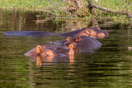 Hippopotamus (Hippopotamus amphibius) swimming in Awassa lake, Ethiopiaの写真素材