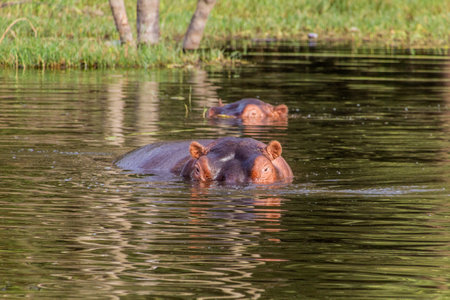 View of Hippopotamus (Hippopotamus amphibius) in Awassa lake, Ethiopiaの写真素材