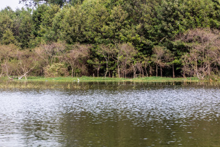 Coast of lake, Ethiopiaの写真素材