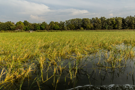 Papyrus plants at Awassa lake, Ethiopiaの写真素材