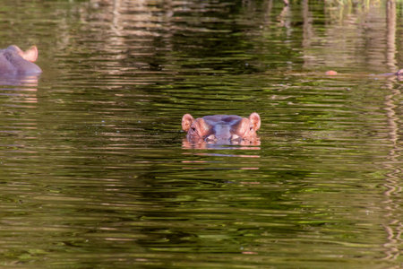 View of Hippopotamus (Hippopotamus amphibius) in Awassa lake, Ethiopiaの写真素材