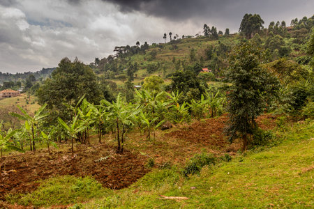 Rural landscape of Sipi village, Ugandaの写真素材