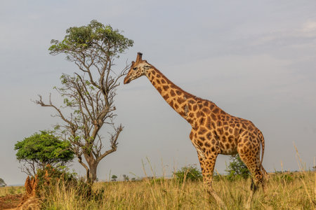 Giraffes in Murchison Falls national park, Ugandaの写真素材