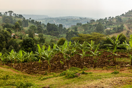 Rural landscape near Sipi village, Uganda
