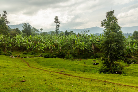 Banana plantation near Budadiri village, Uganda