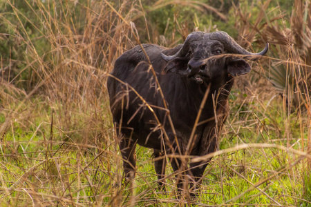 African buffalo (Syncerus caffer) in Murchison Falls national park, Uganda