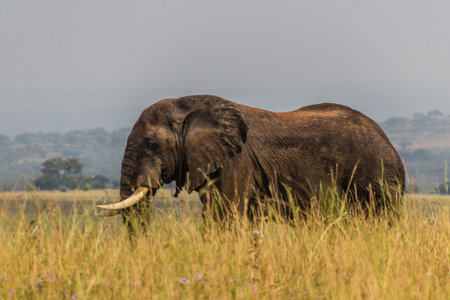 Elephant in Murchison Falls national park, Ugandaの写真素材