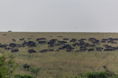 African buffaloes (Syncerus caffer) in Murchison Falls national park, Ugandaの写真素材