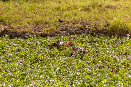 Hippopotamus in Murchison Falls national park, Ugandaの写真素材