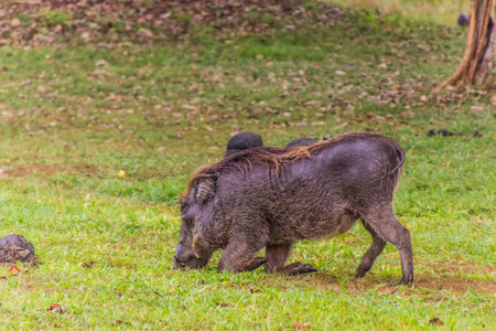 Eastern Warthog (Phacochoerus africanus massaicus) in Ziwa Rhino Sanctuary, Ugandaの写真素材