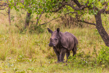 Southern white rhinoceros (Ceratotherium simum simum) in Ziwa Rhino Sanctuary, Ugandaの写真素材