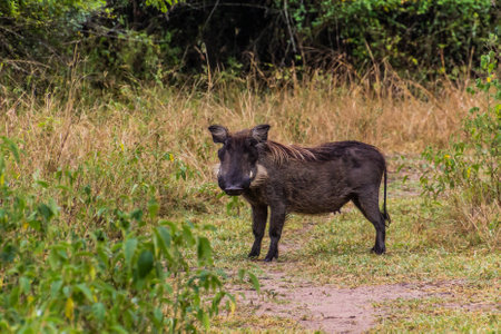 Warthog in Ziwa Rhino Sanctuary, Ugandaの写真素材