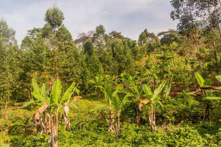 Banana plantation near Budadiri village, Uganda